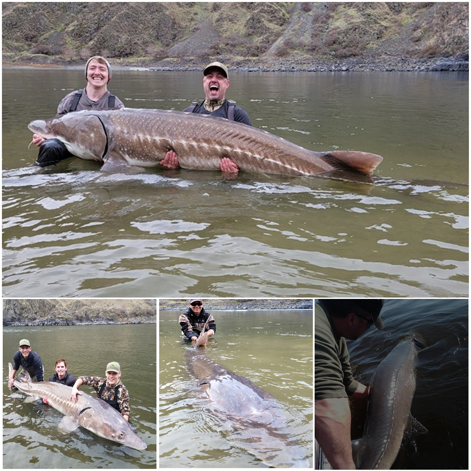 125-Year-Old Lake Sturgeon is Believed to Be The Largest Ever Caught in ...