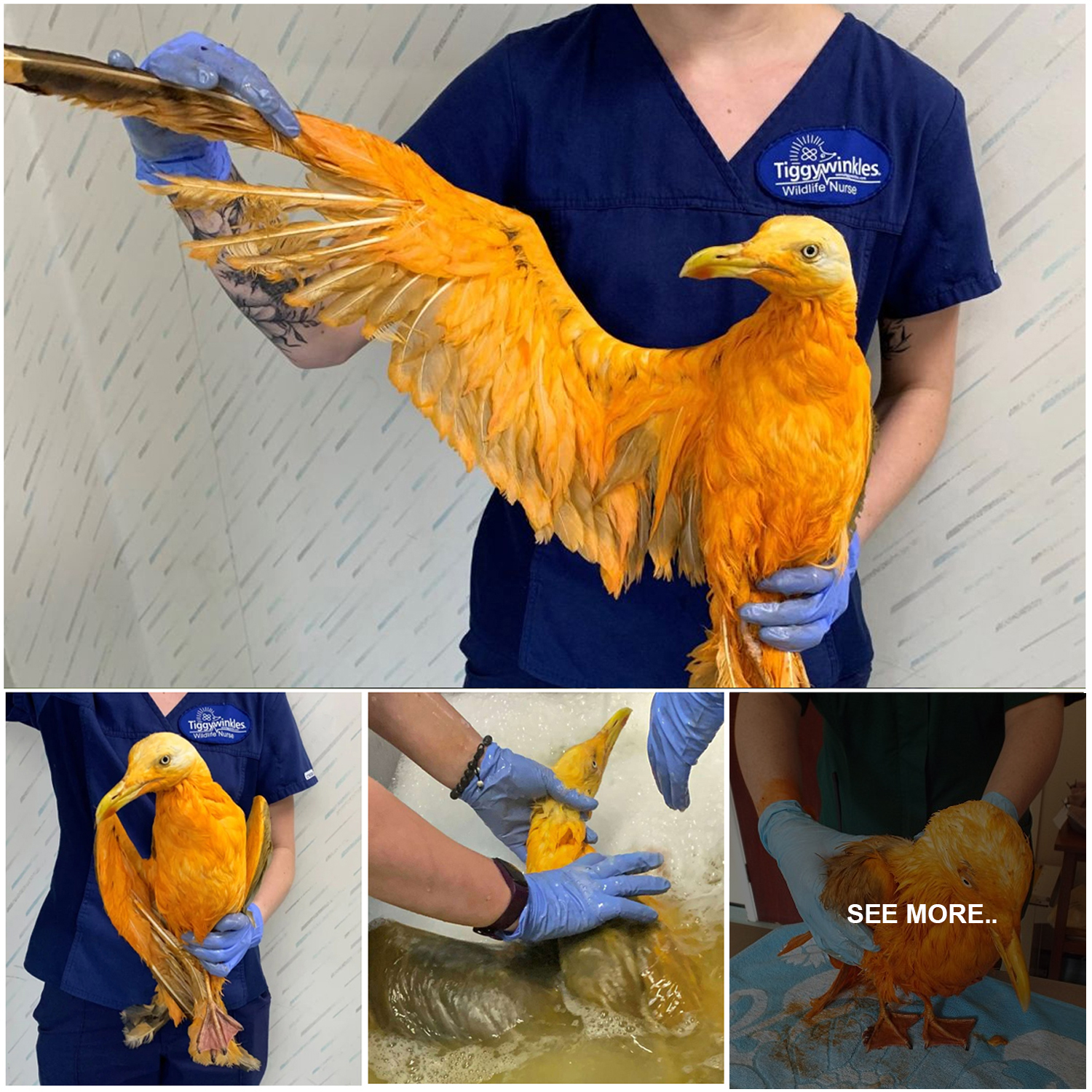 People Rescue ‘Exotic’ Bird That Couldn’t Fly, Turns Out It’s A Seagull(02)