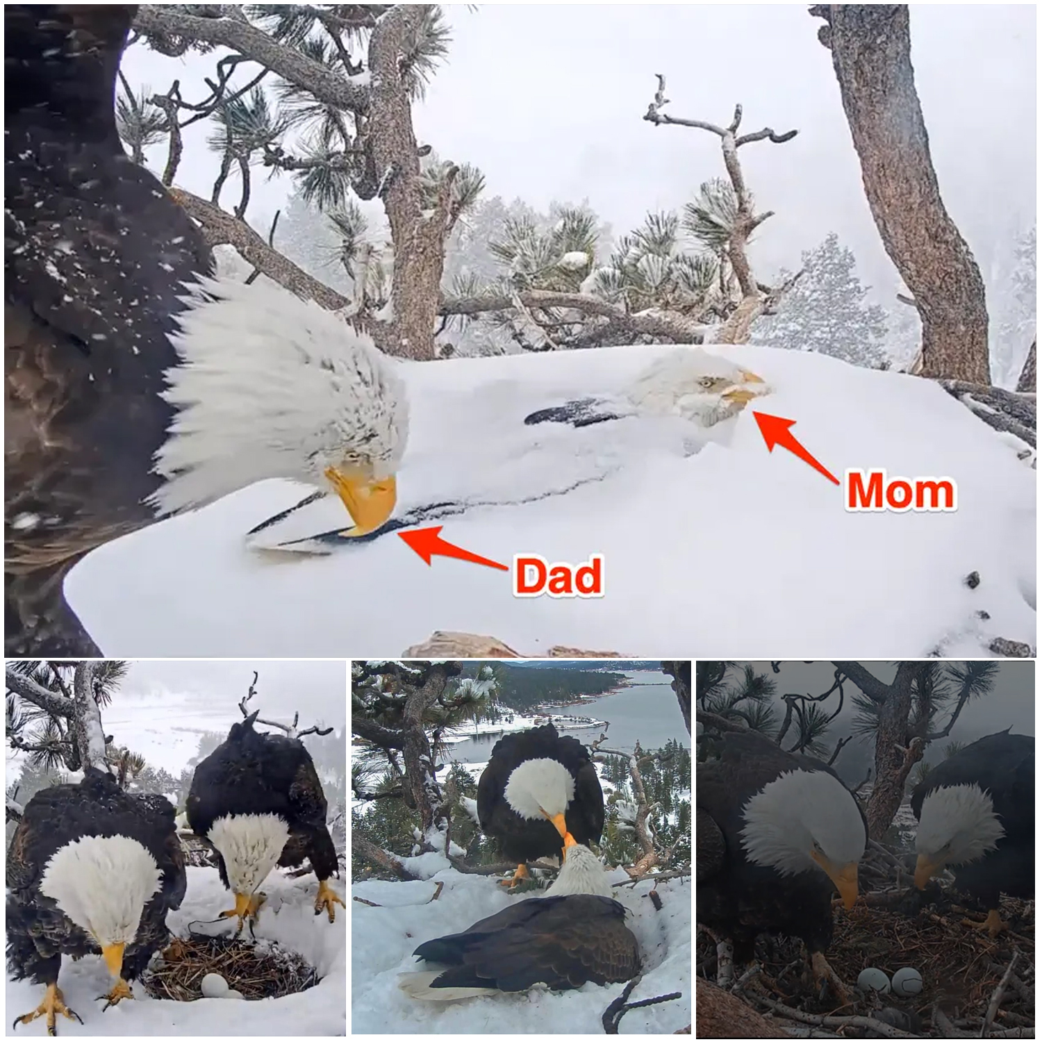 2 eagle parents took turns getting covered in snow to protect their ...