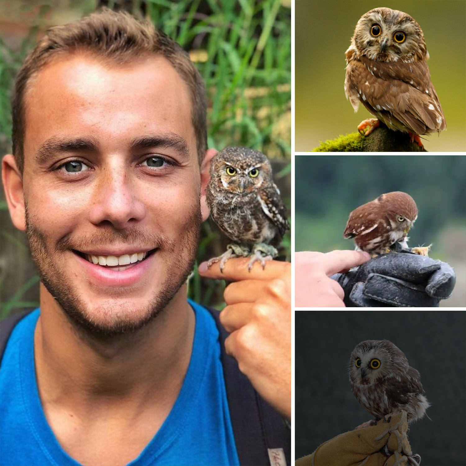 Meet The Elf Owl – The Tiniest Owl In The World - Amazing Nature