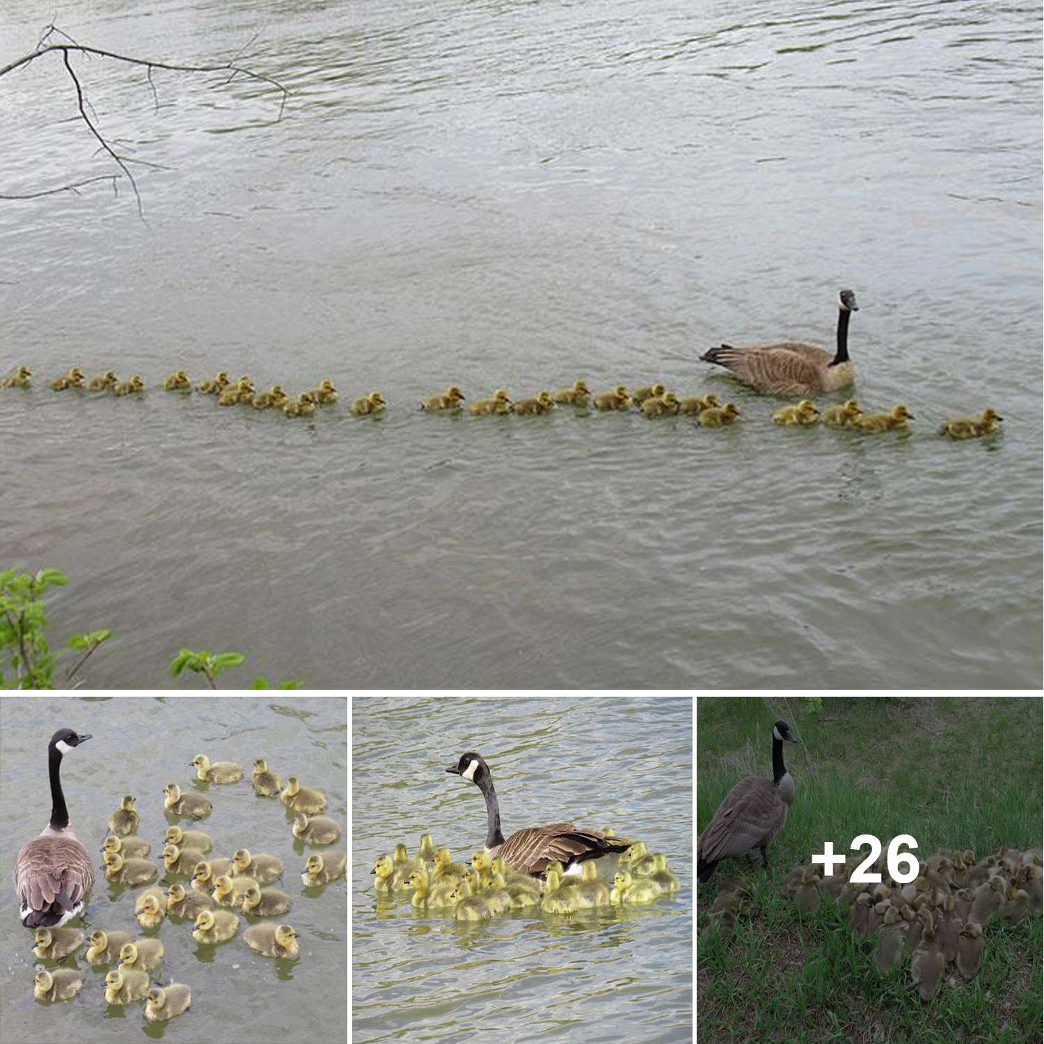 This Goose Mother Is Taking Care Of 47 Goslings Along With Her Partner ...